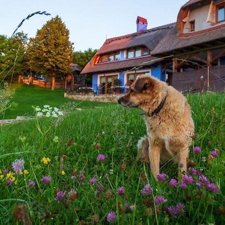 Casele Cu Stuf B&B Haus Ulrike Sălicea Extérieur photo