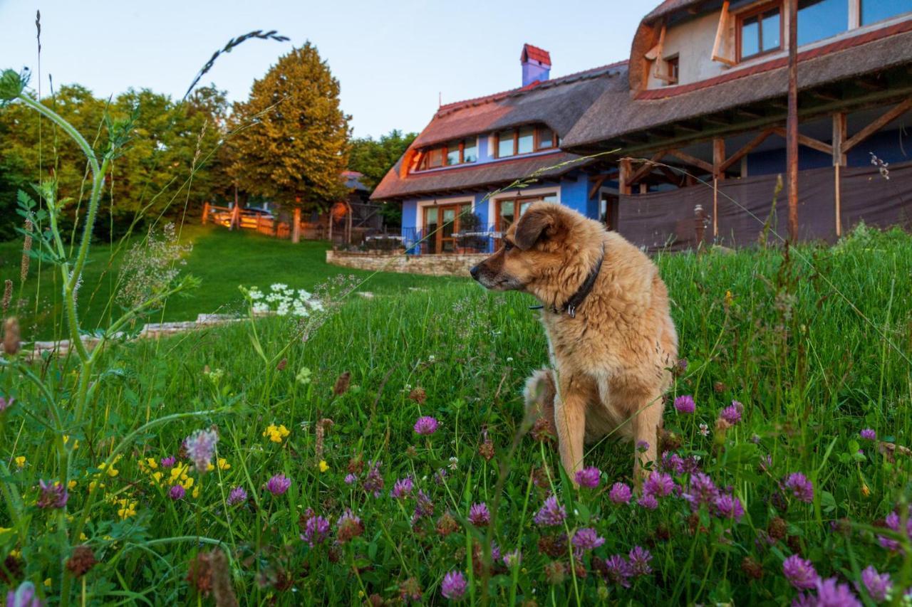 Casele Cu Stuf B&B Haus Ulrike Sălicea Extérieur photo